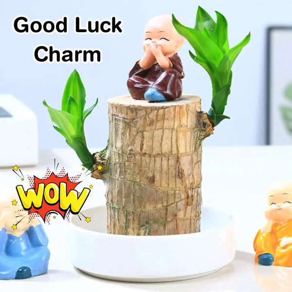 🔥 Last Day Sale - 60% Off🔥 Brazil Good Luck Wood Water Bumboo Plant