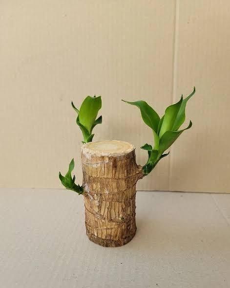 🔥 Last Day Sale - 60% Off🔥 Brazil Good Luck Wood Water Bumboo Plant