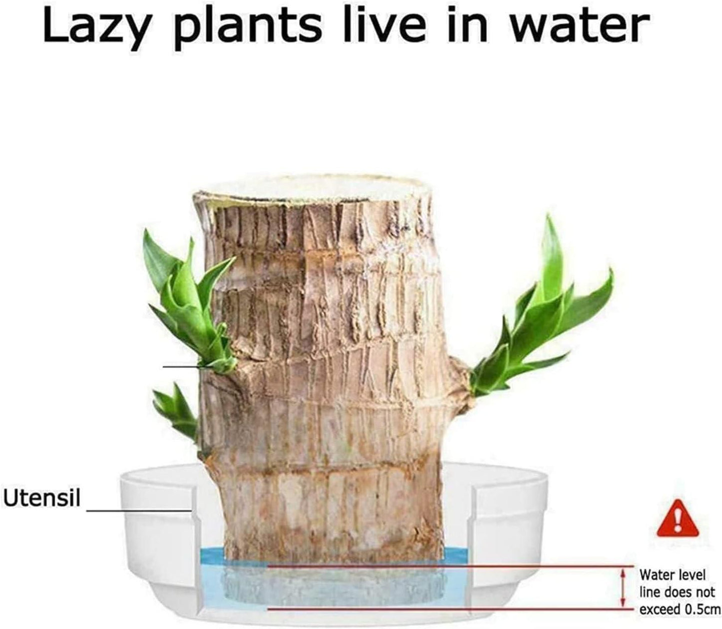 🔥 Last Day Sale - 60% Off🔥 Brazil Good Luck Wood Water Bumboo Plant