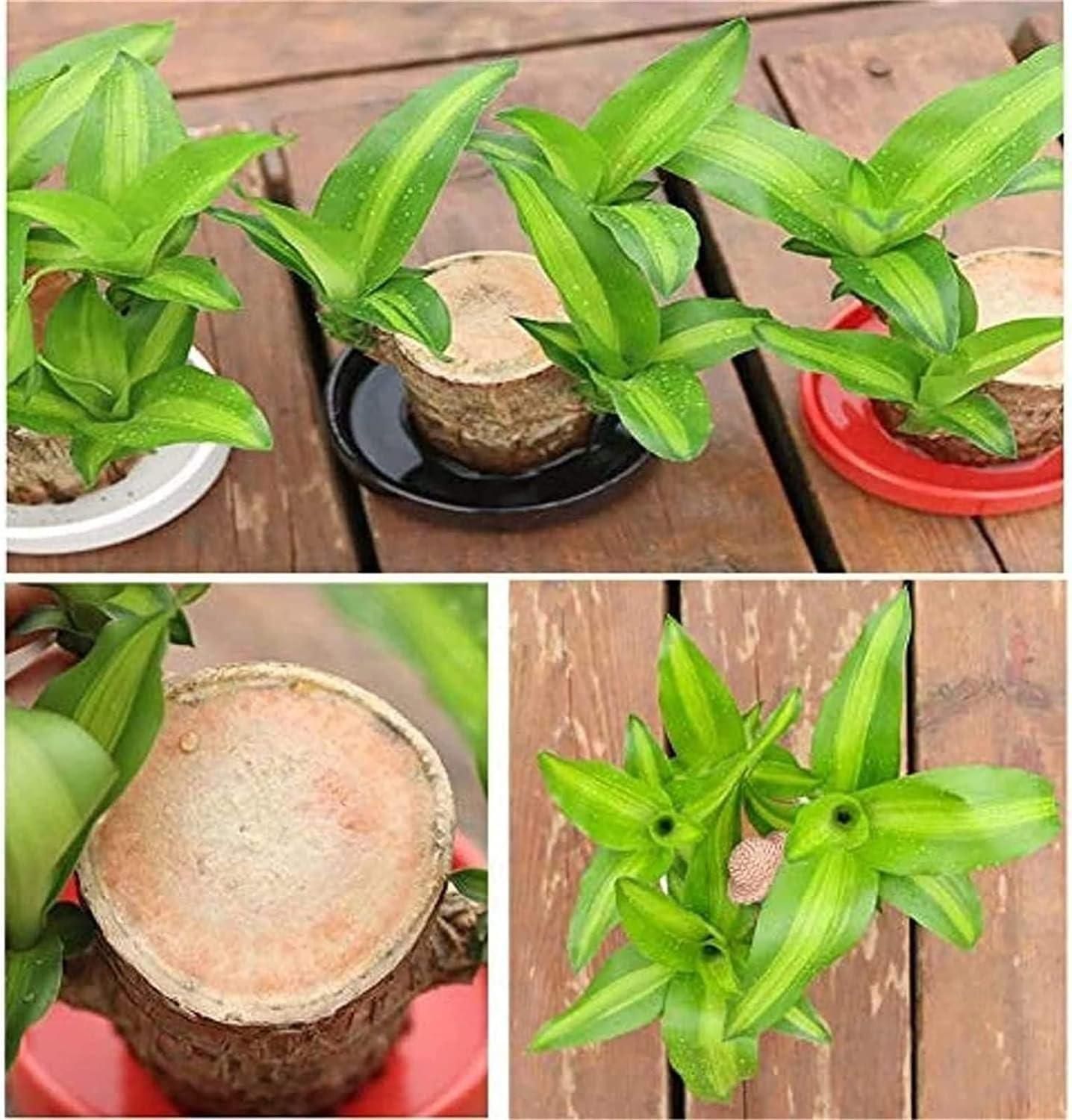 🔥 Last Day Sale - 60% Off🔥 Brazil Good Luck Wood Water Bumboo Plant