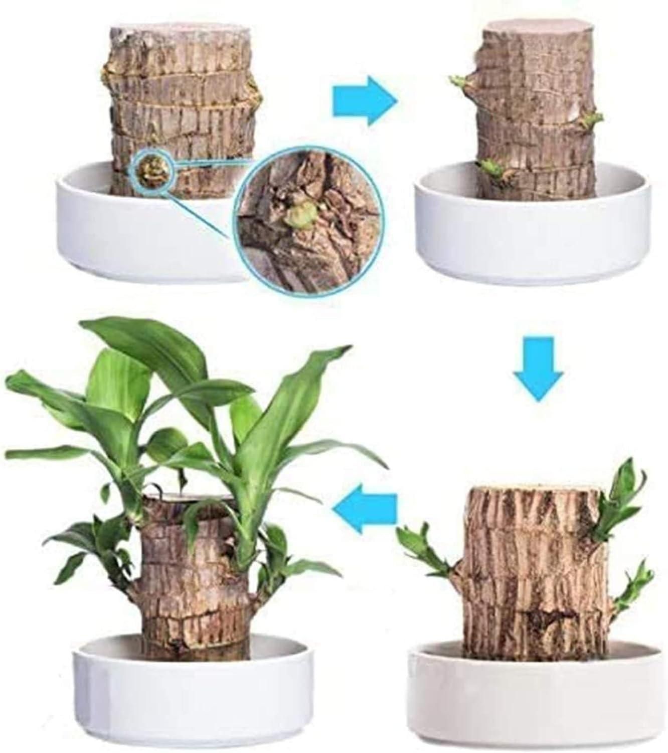 🔥 Last Day Sale - 60% Off🔥 Brazil Good Luck Wood Water Bumboo Plant