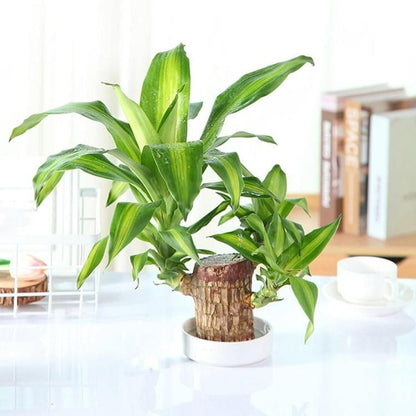 🔥 Last Day Sale - 60% Off🔥 Brazil Good Luck Wood Water Bumboo Plant